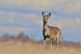 <p>SRNEC OBECNÝ (Capreolus capreolus) Šluknovsko - Jiříkov --- /European roe deer - Reh/</p>