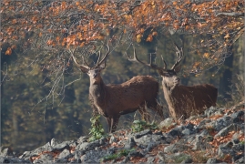 <p>JELEN LESNÍ (Cervus elaphus) Lužické hory - Studenec / Red deer / Rothirsch</p>