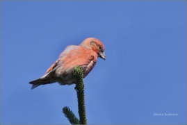 <p>KŘIVKA OBECNÁ (Loxia curvirostra) Krkonoše, Medvědín /Red crossbill - Fichtenkreuzschnabel/</p>