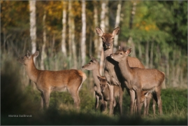 <p>JELEN LESNÍ (Cervus elaphus) obora Rumburk / Red deer / Rothirsch</p>