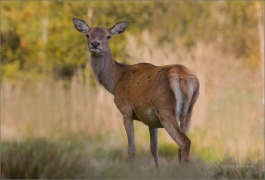 <p>JELEN LESNÍ (Cervus elaphus) obora Rumburk / Red deer / Rothirsch</p>
