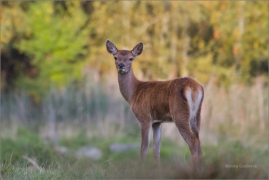 <p>JELEN LESNÍ (Cervus elaphus) obora Rumburk / Red deer / Rothirsch</p>