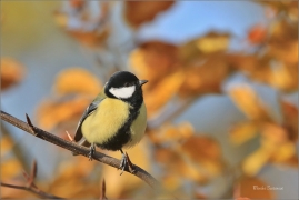 <p>SÝKORA KOŇADRA (Parus major) ------- /Great tit - Kohlmeise/</p>