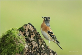 <p>PĚNKAVA JIKAVEC (Fringilla montifringilla) ---- /Brambling - Bergfink/</p>