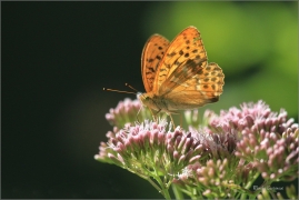 <p>PERLEŤOVEC STŘÍBROPÁSEK - sameček (Argynnis paphia) ---- /Silver-washed fritillary - Kaisermantel/</p>
