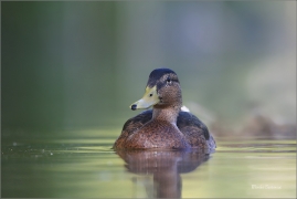 <p>KACHNA DIVOKÁ (Anas platyrhynchos) ---- /Mallard - Stockente/</p>