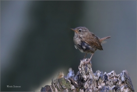 <p>STŘÍZLÍK OBECNÝ (Troglodytes troglodytes) Lužické hory - Studenec ----- /Eurasian wren - Zaunköking/</p>