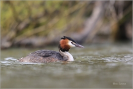 <p>POTÁPKA ROHÁČ (Podiceps cristatus) Varnsdorf ----- /Great grested grebe – Haubentaucher/</p>