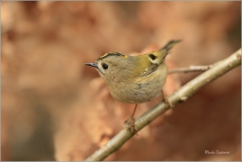 <p>KRÁLÍČEK OBECNÝ (Regulus regulus) Šluknovsko - Jiříkov /Goldcrest - Wintergoldhähnchen/</p>