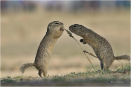 <p>SYSEL OBECNÝ (Spermophilus citellus) --- /European ground squirrel - Europäisches Ziesel/</p>