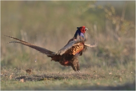<p>BAŽANT OBECNÝ (Phasianus colchicus) Mladá Boleslav-Radouč /Common pheasant - Fasan/</p>