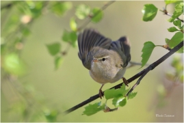 <p>BUDNÍČEK VĚTŠÍ (Phylloscopus trochilus) - Rychnov u Jbc. n. N. ---- /Willow warbler – Fitis/</p>