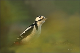 <p>STRAKAPOUD VELKÝ (Dendrocopos major) - /Great spotted woodpecker – Buntspecht/
</p>