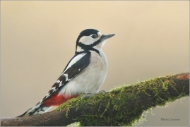 <p>STRAKAPOUD VELKÝ (Dendrocopos major) - /Great spotted woodpecker – Buntspecht/
</p>