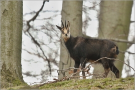 <p>KAMZÍK HORSKÝ (Rupicapra rupicapra) Lužické hory, ---- /Chamois - Gämse/</p>