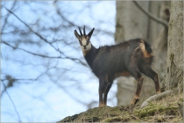 <p>KAMZÍK HORSKÝ (Rupicapra rupicapra) Lužické hory, ---- /Chamois - Gämse/</p>