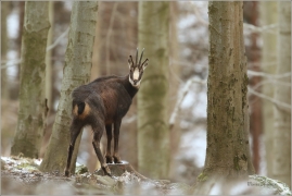 <p>KAMZÍK HORSKÝ (Rupicapra rupicapra) Lužické hory, pod Studencem ---- /Chamois - Gämse/</p>