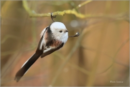 <p>MLYNAŘÍK DLOUHOOCASÝ (Aegithalos caudatus) Šluknovsko-Jiříkov ---- /Long-tailed-tit - Schwanzmeise/</p>