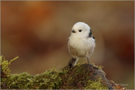 <p>MLYNAŘÍK DLOUHOOCASÝ (Aegithalos caudatus) Šluknovsko-Jiříkov ---- /Long-tailed-tit - Schwanzmeise/</p>