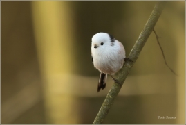 <p>MLYNAŘÍK DLOUHOOCASÝ (Aegithalos caudatus) Šluknovsko-Jiříkov ---- /Long-tailed-tit - Schwanzmeise/</p>