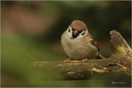 <p>VRABEC POLNÍ (Passer montanus) /Eurasian tree sparrow -Feldsperling/</p>