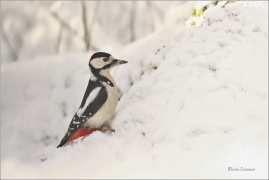 <p>STRAKAPOUD VELKÝ (Dendrocopos major) - /Great spotted woodpecker – Buntspecht/
</p>