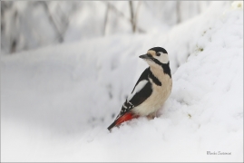 <p>STRAKAPOUD VELKÝ (Dendrocopos major) - /Great spotted woodpecker – Buntspecht/
</p>