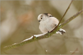 <p>MLYNAŘÍK DLOUHOOCASÝ (Aegithalos caudatus) Šluknovsko-Jiříkov ---- /Long-tailed-tit - Schwanzmeise/</p>
