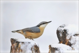 <p>BRHLÍK LESNÍ (Sitta europaea) ---- /Eurasian nuthatch - Kleiber/</p>