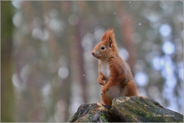 <p>VEVERKA OBECNÁ (Sciurus vulgaris) ---- /Red squirrel - Eichhörnchen/</p>