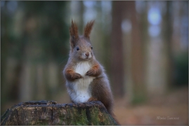 <p>VEVERKA OBECNÁ (Sciurus vulgaris) ---- /Red squirrel - Eichhörnchen/</p>
