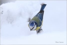 <p>SÝKORA MODŘINKA (Cyanistes caeruleus) ---- /Eurasian blue tit - Blaumeise/</p>