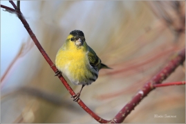 <p>ČÍŽEK LESNÍ (Carduelis spinus) ------- /Eurasian siskin - Erlenzeisig/</p>