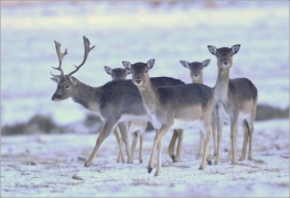 <p>DANĚK SKVRNITÝ (Dama dama) obora Varnsdorf ---- /Fallow deer - Damhirsch/</p>
