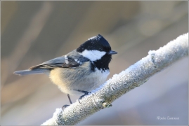 <p>SÝKORA UHELNÍČEK (Periparus ater) ---- /Coal tit - Tannenmeise/</p>