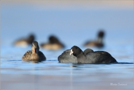 <p>LYSKA ČERNÁ (Fulica atra) - Ústecko ---- /Eurasian coot - Blässhunh/</p>