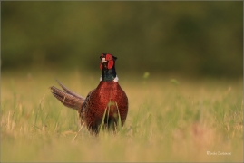 <p>BAŽANT OBECNÝ (Phasianus colchicus) - jižní Morava ---- /Common peansant - Fasan/</p>