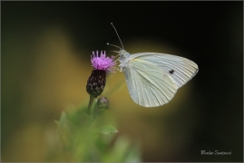 <p>BĚLÁSEK ŘEPOVÝ (Pieris rapae) ---- /Small white - Kleiner Kohlweißling/</p>