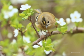 <p>KRÁLÍČEK OBECNÝ (Regulus regulus) Šluknovsko - Jiříkov --- /Goldcrest - Wintergoldhähnchen/</p>