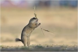 <p>SYSEL OBECNÝ (Spermophilus citellus) --- /European ground squirrel - Europäisches Ziesel/</p>