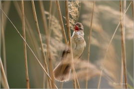<p>RÁKOSNÍK VELKÝ (Acrocephalus arundinaceus) - jižní Morava --- /Great reed warbler – Drosselrohrsänger/</p>