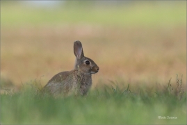 <p>KRÁLÍK DIVOKÝ (Oryctolagus cuniculus) - Mladá Boleslav ---- /European rabbit - Wildkaninchen/</p>