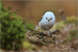 <p>MLYNAŘÍK DLOUHOOCASÝ (Aegithalos caudatus) Jiříkov ---- /Long-tailed-tit - Schwanzmeise/</p>