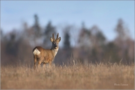 <p>SRNEC OBECNÝ (Capreolus capreolus) Šluknovsko - Jiříkov --- /European roe deer - Reh/</p>