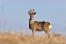 <p>SRNEC OBECNÝ (Capreolus capreolus) Šluknovsko - Jiříkov --- /European roe deer - Reh/</p>