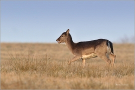 <p>DANĚK SKVRNITÝ (Dama dama) Šluknovsko - Valdek /Fallow deer - Damhirsch/</p>