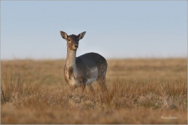 <p>DANĚK SKVRNITÝ (Dama dama) Šluknovsko-Harta- -- /Fallow deer - Damhirsch/</p>