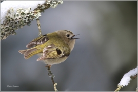 <p>KRÁLÍČEK OBECNÝ (Regulus regulus) Šluknovsko - Harta --- /Goldcrest - Wintergoldhähnchen/</p>