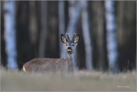 <p>SRNEC OBECNÝ (Capreolus capreolus) Šluknovsko - Harta --- /European roe deer - Reh/</p>