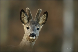 <p>SRNEC OBECNÝ (Capreolus capreolus) Šluknovsko - Harta --- /European roe deer - Reh/</p>